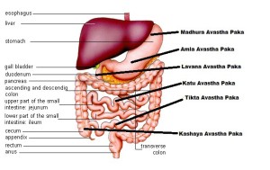 digestion-and-absorption11